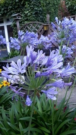 Schmucklilie (Agapanthus Africanus)