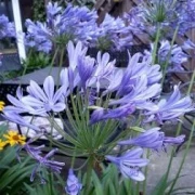 Schmucklilie (Agapanthus Africanus)