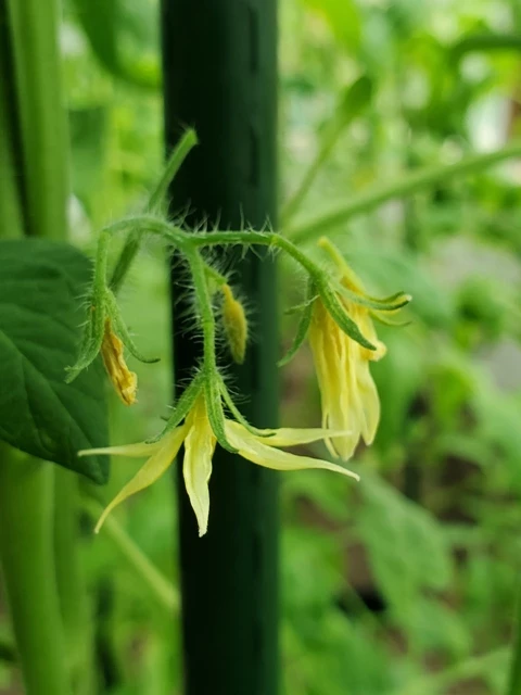 Schneewittchen (Snow White)