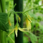 Schneewittchen (Snow White)