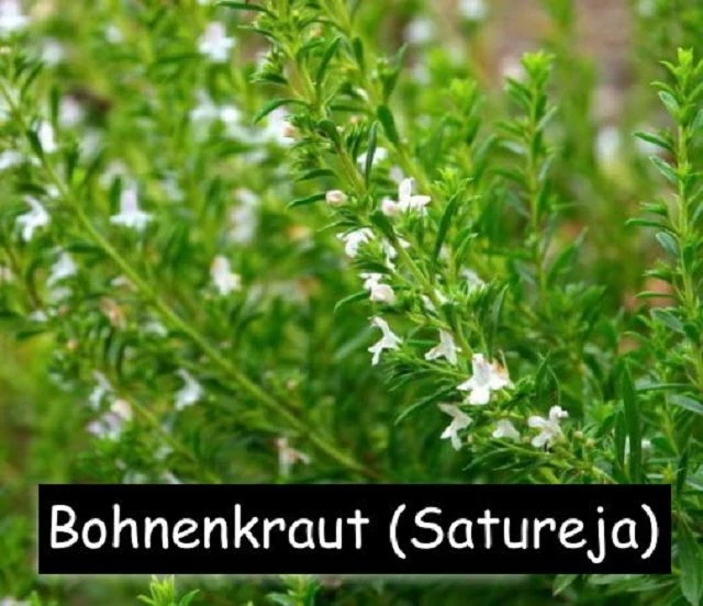 Bohnenkraut