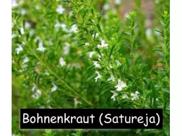 Bohnenkraut