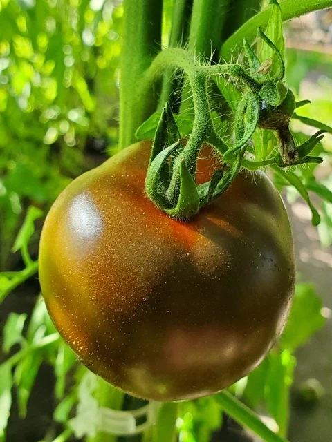 Schokoladen-Tomate 'Kakao'