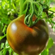 Schokoladen-Tomate 'Kakao'