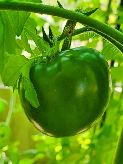 Schokoladen-Tomate 'Kakao'