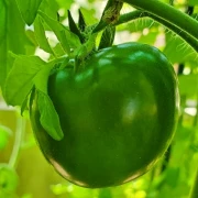 Schokoladen-Tomate 'Kakao'