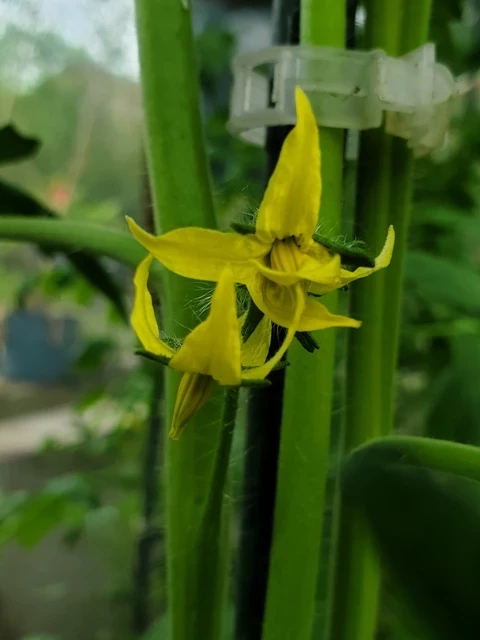 Schokoladen-Tomate 'Kakao'