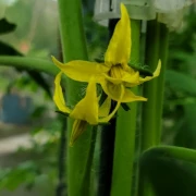 Schokoladen-Tomate 'Kakao'