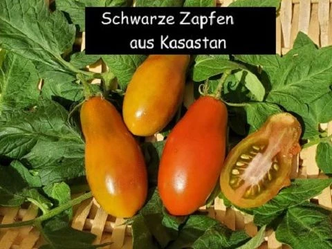Schwarzer Zapfen aus Kasachstan