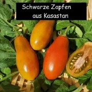Schwarzer Zapfen aus Kasachstan