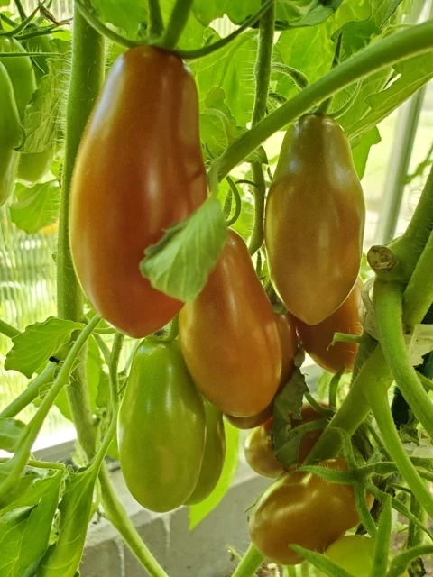 Schwarzer Zapfen aus Kasachstan