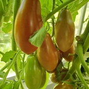 Schwarzer Zapfen aus Kasachstan