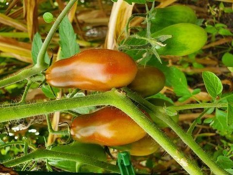 Schwarzer Zapfen aus Kasachstan