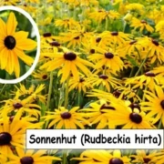 Schwarzäugige Susanne  (Rudbeckia hirta)