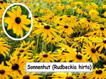 Schwarzäugige Susanne  (Rudbeckia hirta)