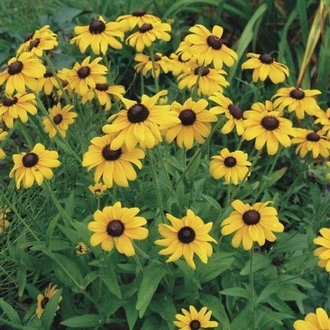 Schwarzäugige Susanne  (Rudbeckia hirta)