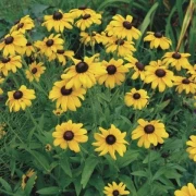 Schwarzäugige Susanne  (Rudbeckia hirta)