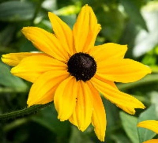 Schwarzäugige Susanne  (Rudbeckia hirta)