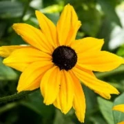Schwarzäugige Susanne  (Rudbeckia hirta)