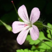 Seifenkraut (Saponaria officinalis)