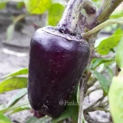 Süßer Flieder Paprika