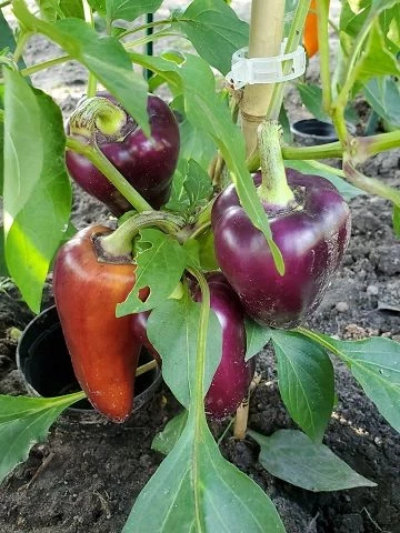 Süßer Flieder Paprika