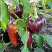Süßer Flieder Paprika