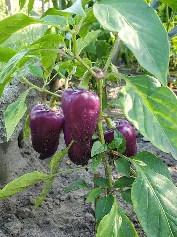 Süßer Flieder Paprika