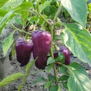 Süßer Flieder Paprika