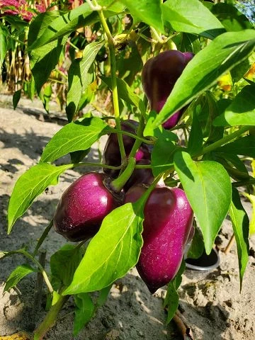 Süßer Flieder Paprika