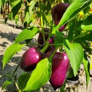 Süßer Flieder Paprika