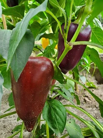 Süßer Flieder Paprika