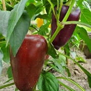 Süßer Flieder Paprika