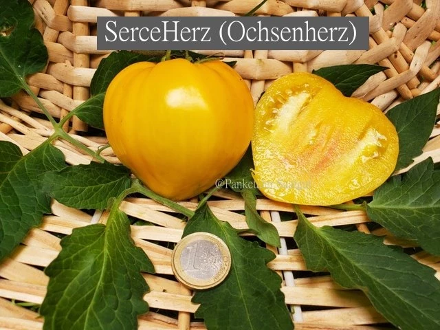 Serce Herz (Ochsenherz)