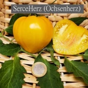 Serce Herz (Ochsenherz)