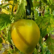 Serce Herz (Ochsenherz)