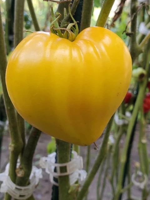 Serce Herz (Ochsenherz)