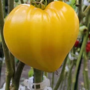 Serce Herz (Ochsenherz)