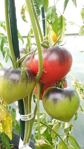 Sgt. Peppers