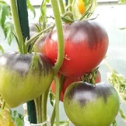 Sgt. Peppers