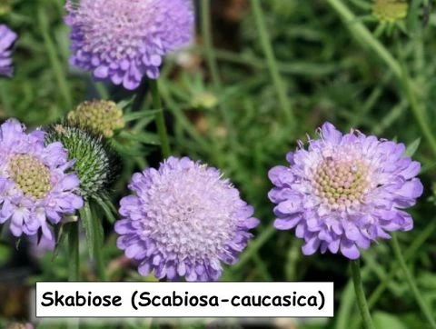 Skabiose (Scabiosa-caucasica)