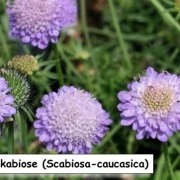 Skabiose (Scabiosa-caucasica)