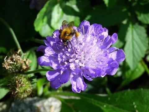Skabiose (Scabiosa-caucasica)