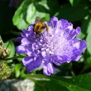 Skabiose (Scabiosa-caucasica)