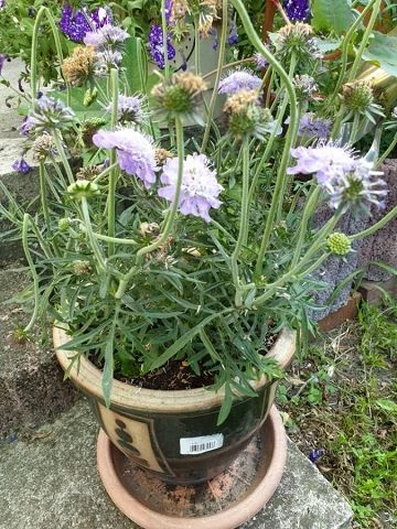 Skabiose (Scabiosa-caucasica)