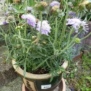 Skabiose (Scabiosa-caucasica)