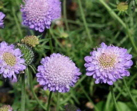 Skabiose (Scabiosa-caucasica)