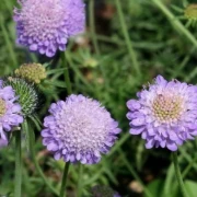 Skabiose (Scabiosa-caucasica)