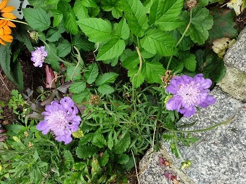 Skabiose (Scabiosa-caucasica)