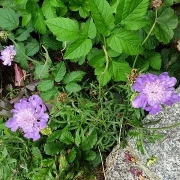Skabiose (Scabiosa-caucasica)